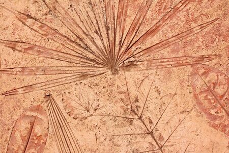 marks of leaf on the concrete pavement.の写真素材