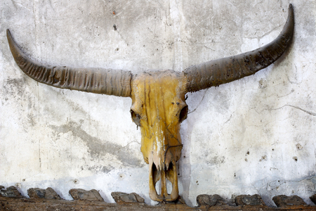 Buffalo skull on old wallの写真素材