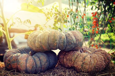 Pile of Pumpkinsの写真素材