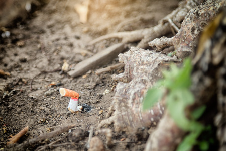 Cigarette butt stubbed out near the treeの写真素材