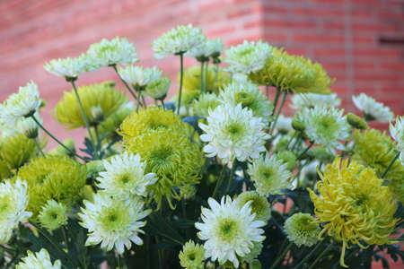 white and green chrysanthemum flowers for decorations backgroundの写真素材