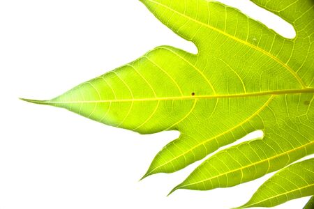 Isolated green leaf on white background
