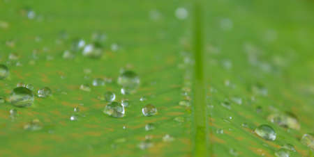Leaves with drops of water  の写真素材