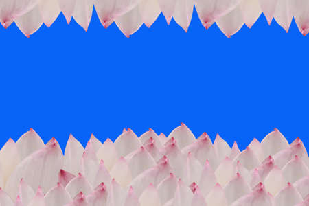 Pink lotus on blue sky backgroundの写真素材