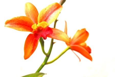 Orchid on white backgroundの写真素材