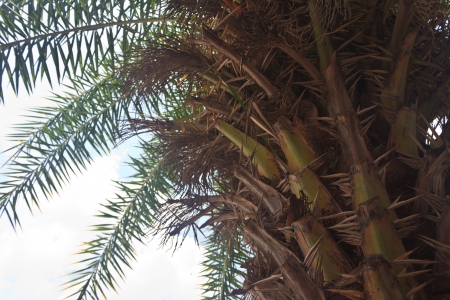 Palmの写真素材