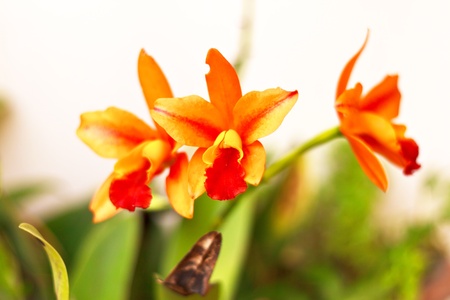 Orchidの写真素材