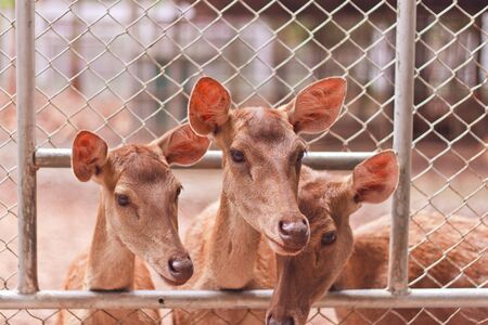  three deerの写真素材