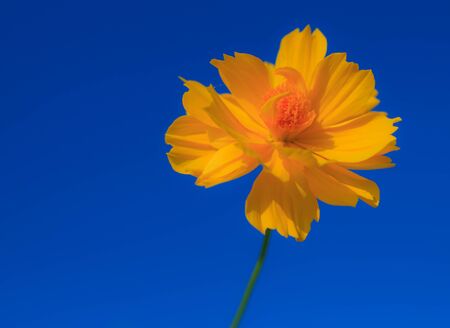 Yellow flowers on blue background  の写真素材