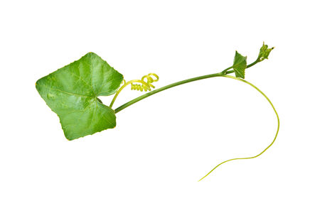 green leaf of a birch tree isolated on whiteの写真素材