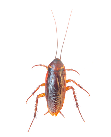 Dead cockroach isolated on a white