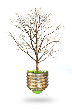 Green energy concept - green tree growing out of a bulbの写真素材