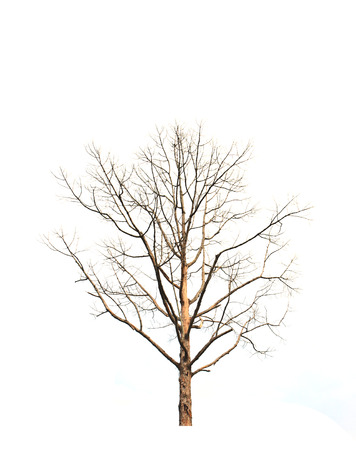 Dead and dry tree is isolated on white backgroundの写真素材