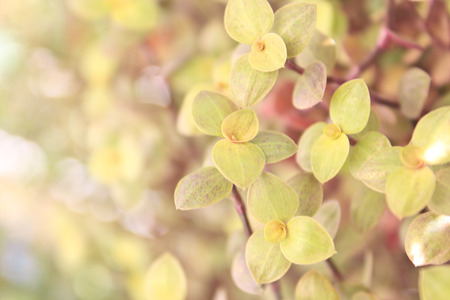 Abstract nature blur backgroundの写真素材