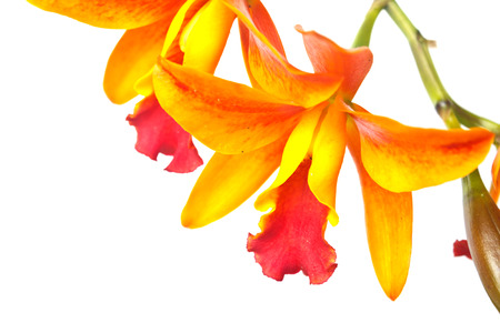 Orchids on white backgroundの写真素材