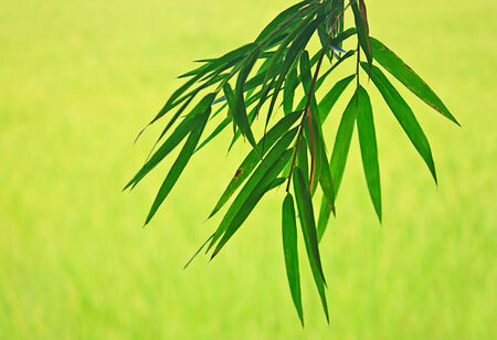 bamboo leaves backgroundの写真素材