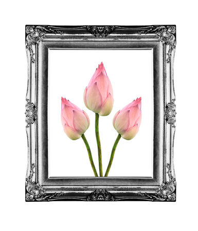 image of a lotus flower on old frameの写真素材