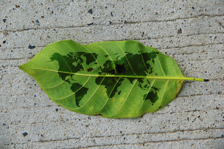 leaves on concrete floorの写真素材