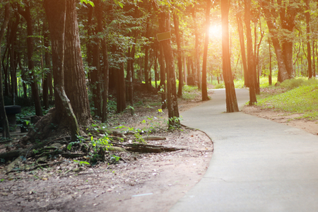 Green tree in the forestの写真素材