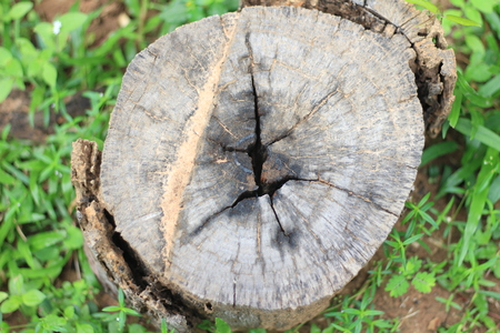 Stump