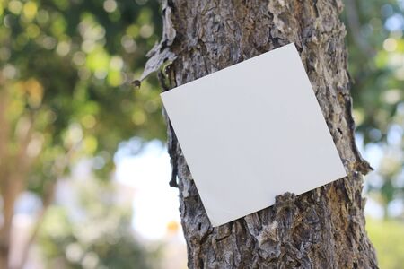 Blank sheet of paper at the bark of tree.の写真素材