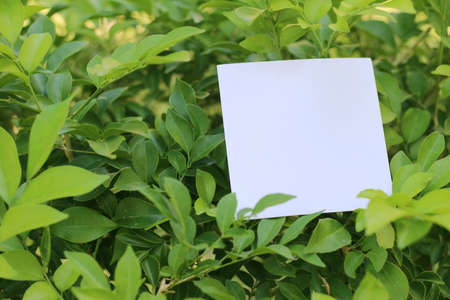 Blank sheet of paper at the bark of tree.の写真素材