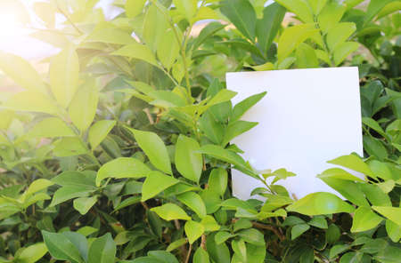 Blank sheet of paperの写真素材