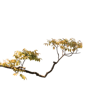 tree isolatedの写真素材