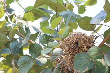 Bird's nest on the tree