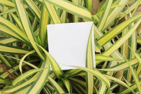 Paper on the leaves