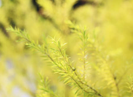 Nature with leavesの写真素材