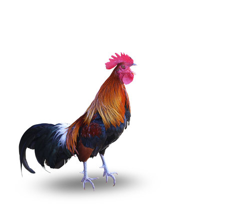 Rooster isolated on white background with clipping path. 3d illustrationの写真素材