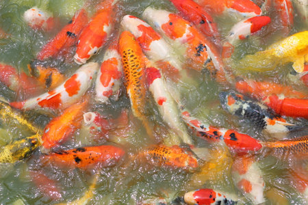 Colorful Koi fish swimming in a pond, closeup of photo