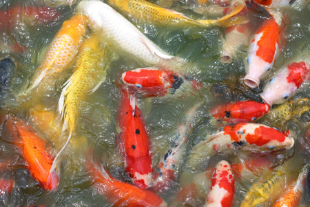 Koi fish in the pond, closeup of photo with soft focusの写真素材