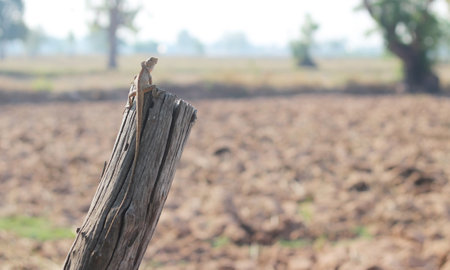 Lizard on the dry tree in the field at thailand.の写真素材
