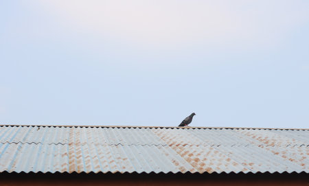 Pigeon on the roof of the house. Selective focus.の写真素材