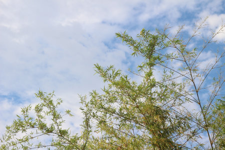 bamboo leaves with blue sky and white cloud in the background.の写真素材