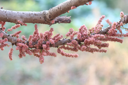 cherry blossom on tree branch, spring season, close upの写真素材