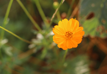 Yellow cosmos flower in the garden. Close up. Selective focus.の写真素材