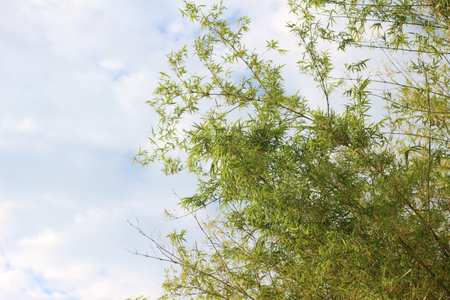 bamboo leaves against the blue sky, nature background with copy spaceの写真素材