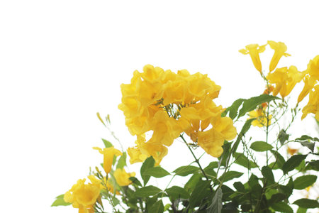 beautiful yellow flowers isolated on white background with copy space for text