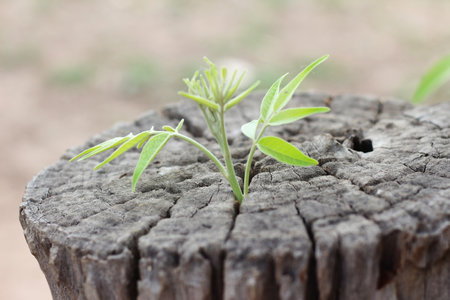 Green seedling growing from old tree stump with blurred background and copy space