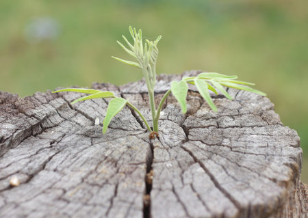 Plant growing on a tree stump in the garden with green backgroundの写真素材