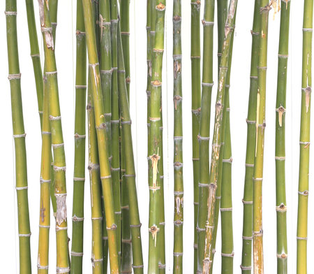 bamboo isolated on white background,bamboo background,bamboo backgroundの写真素材