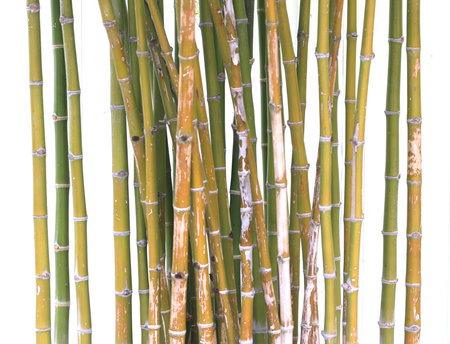 bamboo isolated on white background with clipping path and full depth of fieldの写真素材