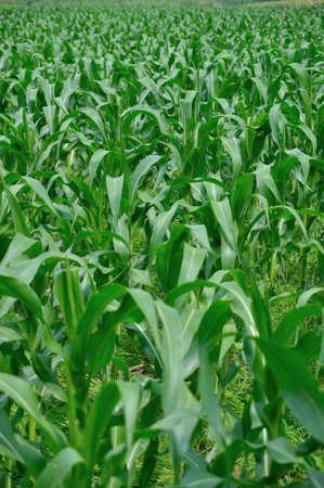 Corn treeの写真素材