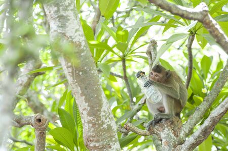 Monkey and bottleの写真素材
