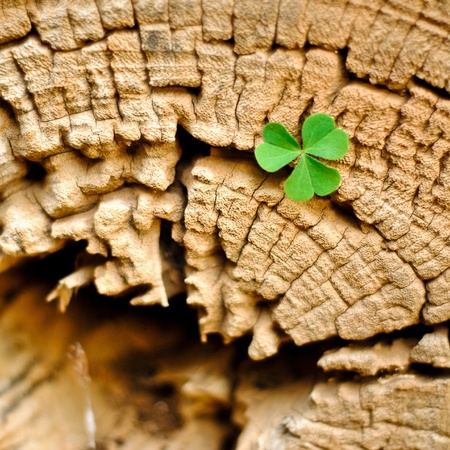Clover on an old tree stumpの写真素材