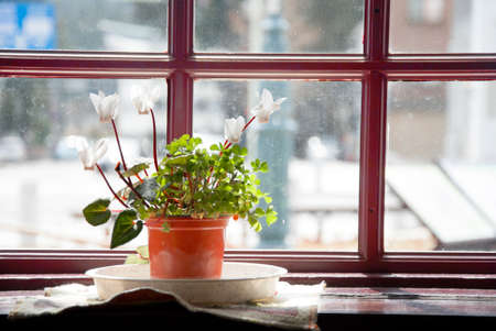 small flowerpot  beside the windowの写真素材