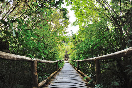 way in jungle fish eye viewの写真素材